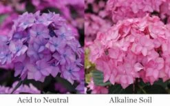 Let's Dance 'Can Do' Hydrangea - 2 Gallon Pot 14 Let's Dance 'Can Do' Hydrangea - 2 Gallon Pot -FloraHaven Shop hydrangea serrata lets dance can do 6