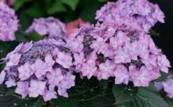 Let's Dance 'Can Do' Hydrangea - 2 Gallon Pot 16 Let's Dance 'Can Do' Hydrangea - 2 Gallon Pot -FloraHaven Shop hydrangea serrata lets dance can do 7