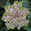 Painters Pallet Hydrangea - 1 Gallon Pot -FloraHaven Shop hydrangea serrata painters palette 1