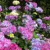 Preziosa Multi Color Hydrangea - 1 Gallon Pot -FloraHaven Shop hydrangea serrata preziosa 100 1