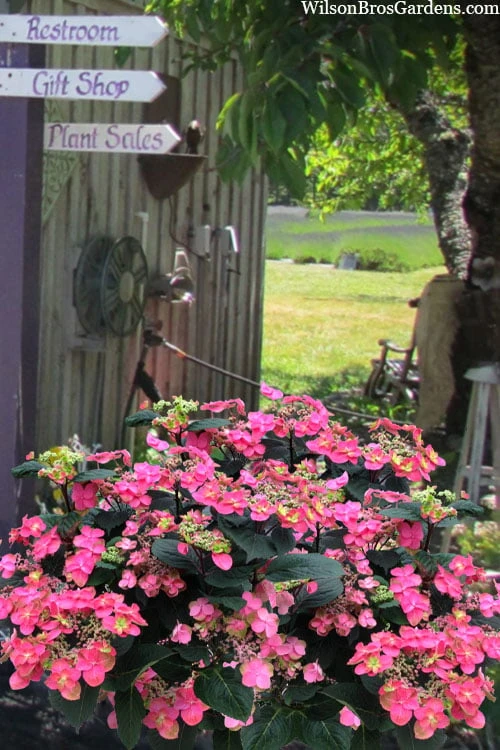 Tuff Stuff Red Mountain Hydrangea - 3 Gallon Pot 3 Tuff Stuff Red Mountain Hydrangea - 3 Gallon Pot