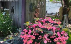 Tuff Stuff Red Mountain Hydrangea - 3 Gallon Pot 11 Tuff Stuff Red Mountain Hydrangea - 3 Gallon Pot -FloraHaven Shop hydrangea serrata tuff stuff red mountain 4