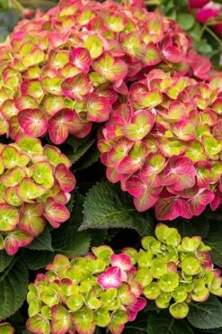 Tilt-A-Swirl Hydrangea - 3 Gallon Pot - SALE 15 Tilt-A-Swirl Hydrangea - 3 Gallon Pot - SALE -FloraHaven Shop hydrangea tilt a whirl 500x750 1