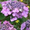 Twist-N-Shout Endless Summer Hydrangea - 3 Gallon Pot 2 Twist-N-Shout Endless Summer Hydrangea - 3 Gallon Pot -FloraHaven Shop hydrangea twist n shout 12