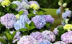 Dear Dolores Hydrangea - 1 Gallon Pot -FloraHaven Shop hydrangea20dear20delores 2