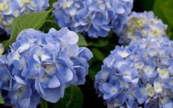 Dear Dolores Hydrangea - 3 Gallon Pot -FloraHaven Shop hydrangea20dear20delores202