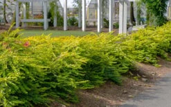 Thunderbolt Golden Box Honeysuckle - 3 Gallon Pot 13 Thunderbolt Golden Box Honeysuckle - 3 Gallon Pot -FloraHaven Shop lonicera nitida thunderbolt box honeysuckle 1