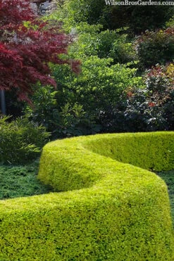 Thunderbolt Golden Box Honeysuckle - 3 Gallon Pot 11 Thunderbolt Golden Box Honeysuckle - 3 Gallon Pot -FloraHaven Shop lonicera nitida thunderbolt box honeysuckle 5