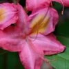 Country Cousin Pink Aromi Azalea (Rhododendron Hybrid) - 3 Gallon Pot -FloraHaven Shop native azalea country cousins 4