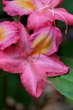FloraHaven Shop 29 Country Cousin Pink Aromi Azalea (Rhododendron Hybrid) - 3 Gallon Pot