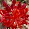Radiant Red Aromi Azalea (Rhododendron Hybrid) - 2 Gallon Pot 1 Radiant Red Aromi Azalea (Rhododendron Hybrid) - 2 Gallon Pot -FloraHaven Shop native azalea radiant red 5
