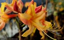 Tallulah Sunrise Native Azalea (Rhododendron) - 1 Gallon Pot -FloraHaven Shop native azalea tallulah sunrise 15 1