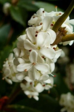 Fortune's Cold Hardy Tea Olive (Fragrant Osmanthus) - 1 Gallon Pot -FloraHaven Shop osmanthus fortunei fragrant tea olive 2 2