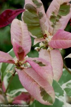 Pink Flush Variegated Tea Olive (Osmanthus Fragrans 'Yinbi Shuanghui') - 6 Pack Of Quart Pots -FloraHaven Shop osmanthus frangrans yinbi shuangui variegated tea olive 10 3