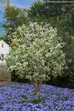 Pink Flush Variegated Tea Olive (Osmanthus Fragrans 'Yinbi Shuanghui') - 1 Gallon Pot -FloraHaven Shop osmanthus frangrans yinbi shuangui variegated tea olive 8 5