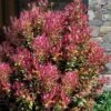 Party Lights Pink Flush Tea Olive - Osmanthus Heterophyllus - 3 Gallon Pot -FloraHaven Shop osmanthus heterophyllus party lights tea olive 102 2