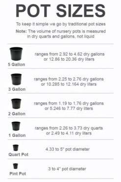 Phantom Hydrangea - 5 Gallon Pot 8 Phantom Hydrangea - 5 Gallon Pot -FloraHaven Shop pot size chart 2022 260