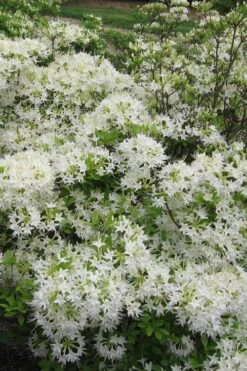 White Alabama Native Azalea (Rhododendron Alabamense) - 3 Gallon Pot -FloraHaven Shop rhododendron alabamense alabama native azalea 6