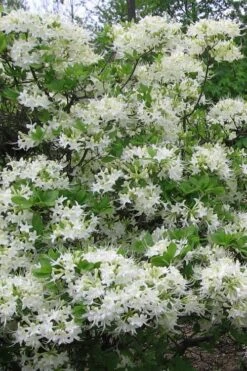 White Alabama Native Azalea (Rhododendron Alabamense) - 3 Gallon Pot -FloraHaven Shop rhododendron alabamense alabama native azalea 8