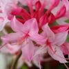Candy Striper Native Azalea - Rhododendron Canescens - 3 Gallon Pot -FloraHaven Shop rhododendron candy striper native azalea 10