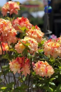 Cannon's Double Exbury Azalea (Rhdodendron) - 2 Gallon Pot -FloraHaven Shop rhododendron cannons double azalea 2