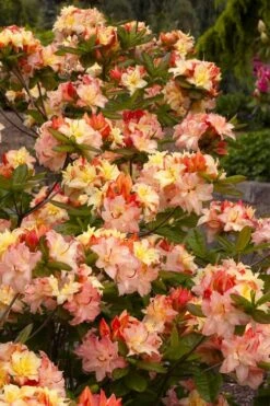 Cannon's Double Exbury Azalea (Rhdodendron) - 2 Gallon Pot -FloraHaven Shop rhododendron cannons double azalea 3
