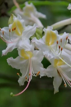 Coleman's Native Azalea (Rhododendron Colemanii 'Multiflora') - 3 Gallon Pot -FloraHaven Shop rhododendron colemanii multiflora colemans native azalea 1