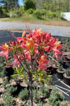 Cotton Candy Native Azalea (Rhododendron) - 3 Gallon Pot 14 Cotton Candy Native Azalea (Rhododendron) - 3 Gallon Pot -FloraHaven Shop rhododendron cotton candy native azalea 1