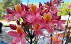 Cotton Candy Native Azalea (Rhododendron) - 3 Gallon Pot 15 Cotton Candy Native Azalea (Rhododendron) - 3 Gallon Pot -FloraHaven Shop rhododendron cotton candy native azalea 5