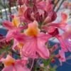 Cotton Candy Native Azalea (Rhododendron) - 3 Gallon Pot 2 Cotton Candy Native Azalea (Rhododendron) - 3 Gallon Pot -FloraHaven Shop rhododendron cotton candy native azalea 6