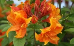 Golden Eagle Azalea (Rhododendron) - 3 Gallon Pot 11 Golden Eagle Azalea (Rhododendron) - 3 Gallon Pot -FloraHaven Shop rhododendron golden eagle azalea 5