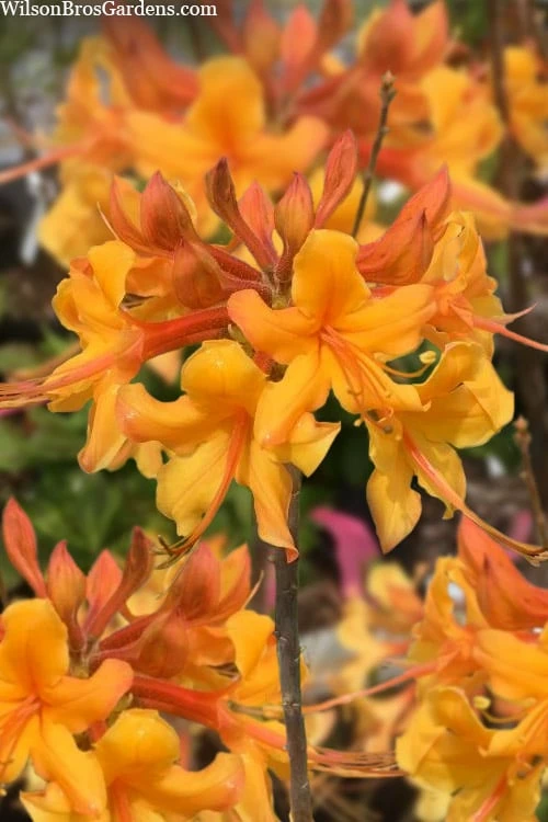 Kate Native Azalea (Rhododendron Hybrid) - 3 Gallon Pot 3 Kate Native Azalea (Rhododendron Hybrid) - 3 Gallon Pot