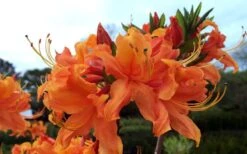 Smitty's Orange Crush Native Azalea (Rhododendron X) - 3 Gallon Pot -FloraHaven Shop rhododendron smittys orange crush native azalea 4