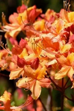 Tallulah Sunrise Native Azalea (Rhododendron) - 1 Gallon Pot -FloraHaven Shop rhododendron tallulah sunrise native azalea 101 1
