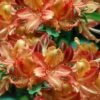 Verdie Sommerville Azalea (Rhododendron) - 3 Gallon Pot -FloraHaven Shop rhododendron verdie sommerville azalea 2