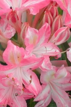 Ribbon Candy Swamp Azalea (Rhododendron Viscosum) - 3 Gallon Pot 11 Ribbon Candy Swamp Azalea (Rhododendron Viscosum) - 3 Gallon Pot -FloraHaven Shop rhododendron viscosum ribbon candy swamp azalea 1