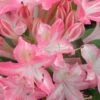 Ribbon Candy Swamp Azalea (Rhododendron Viscosum) - 3 Gallon Pot 2 Ribbon Candy Swamp Azalea (Rhododendron Viscosum) - 3 Gallon Pot -FloraHaven Shop rhododendron viscosum ribbon candy swamp azalea 2