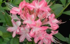 Ribbon Candy Swamp Azalea (Rhododendron Viscosum) - 3 Gallon Pot 12 Ribbon Candy Swamp Azalea (Rhododendron Viscosum) - 3 Gallon Pot -FloraHaven Shop rhododendron viscosum ribbon candy swamp azalea 3