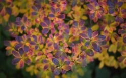 Ribbon Candy Swamp Azalea (Rhododendron Viscosum) - 3 Gallon Pot 13 Ribbon Candy Swamp Azalea (Rhododendron Viscosum) - 3 Gallon Pot -FloraHaven Shop rhododendron viscosum swamp azalea 3