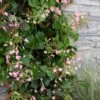 Rose Sensation Pink Climbing Hydrangea Vine - 1 Gallon Pot 1 Rose Sensation Pink Climbing Hydrangea Vine - 1 Gallon Pot -FloraHaven Shop schizophragma hydrangeoides rose sensation climbing hydrangea 101