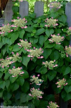 Rose Sensation Pink Climbing Hydrangea Vine - 1 Gallon Pot -FloraHaven Shop schizophragma hydrangeoides rose sensation climbing hydrangea 104