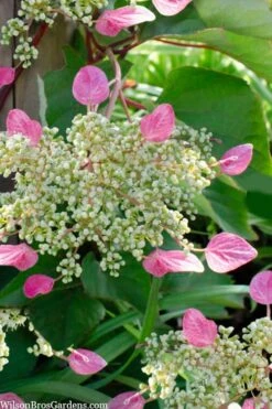 Rose Sensation Pink Climbing Hydrangea Vine - 1 Gallon Pot -FloraHaven Shop schizophragma hydrangeoides rose sensation climbing hydrangea 105