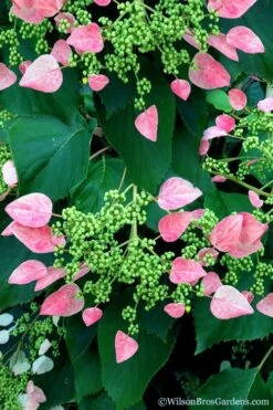 Rose Sensation Pink Climbing Hydrangea Vine - 1 Gallon Pot -FloraHaven Shop schizophragma hydrangeoides rose sensation climbing hydrangea 106