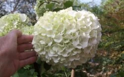 Chinese Snowball Viburnum Bush - 7 Gallon Pot (3-4') 13 Chinese Snowball Viburnum Bush - 7 Gallon Pot (3-4') -FloraHaven Shop viburnum chinese snowball bloom white 1