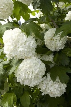 Eastern Snowball Viburnum Bush - 3 Gallon Pot -FloraHaven Shop viburnum opulus sterile eastern snowball 2 1