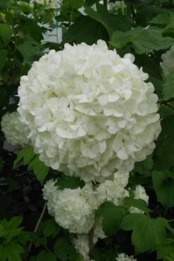 Eastern Snowball Viburnum Bush - 3 Gallon Pot -FloraHaven Shop viburnum opulus sterile eastern snowball 3 1