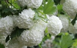 Eastern Snowball Viburnum Bush - 1 Gallon Pot 17 Eastern Snowball Viburnum Bush - 1 Gallon Pot -FloraHaven Shop viburnum opulus sterile eastern snowball 4