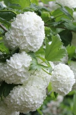 Eastern Snowball Viburnum Bush - 1 Gallon Pot 15 Eastern Snowball Viburnum Bush - 1 Gallon Pot -FloraHaven Shop viburnum opulus sterile eastern snowball 5