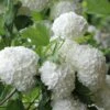 Eastern Snowball Viburnum Bush - 1 Gallon Pot -FloraHaven Shop viburnum opulus sterile eastern snowball 6