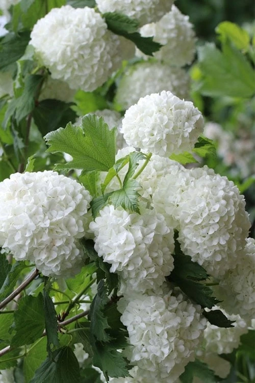 Eastern Snowball Viburnum Bush - 1 Gallon Pot 3 Eastern Snowball Viburnum Bush - 1 Gallon Pot